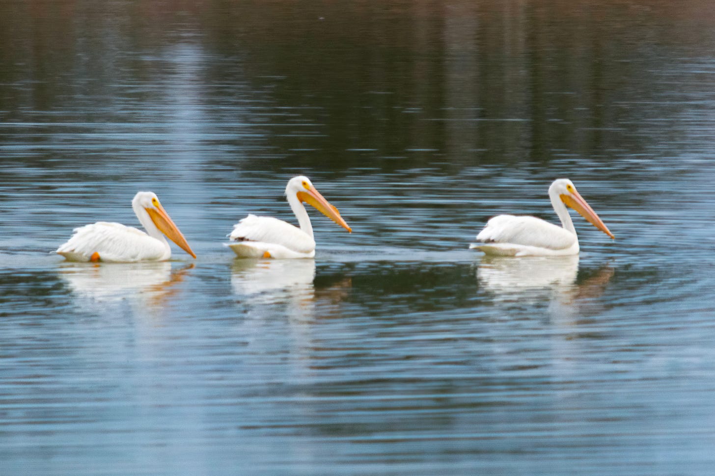 Three white pelicans swim in a row on the lake