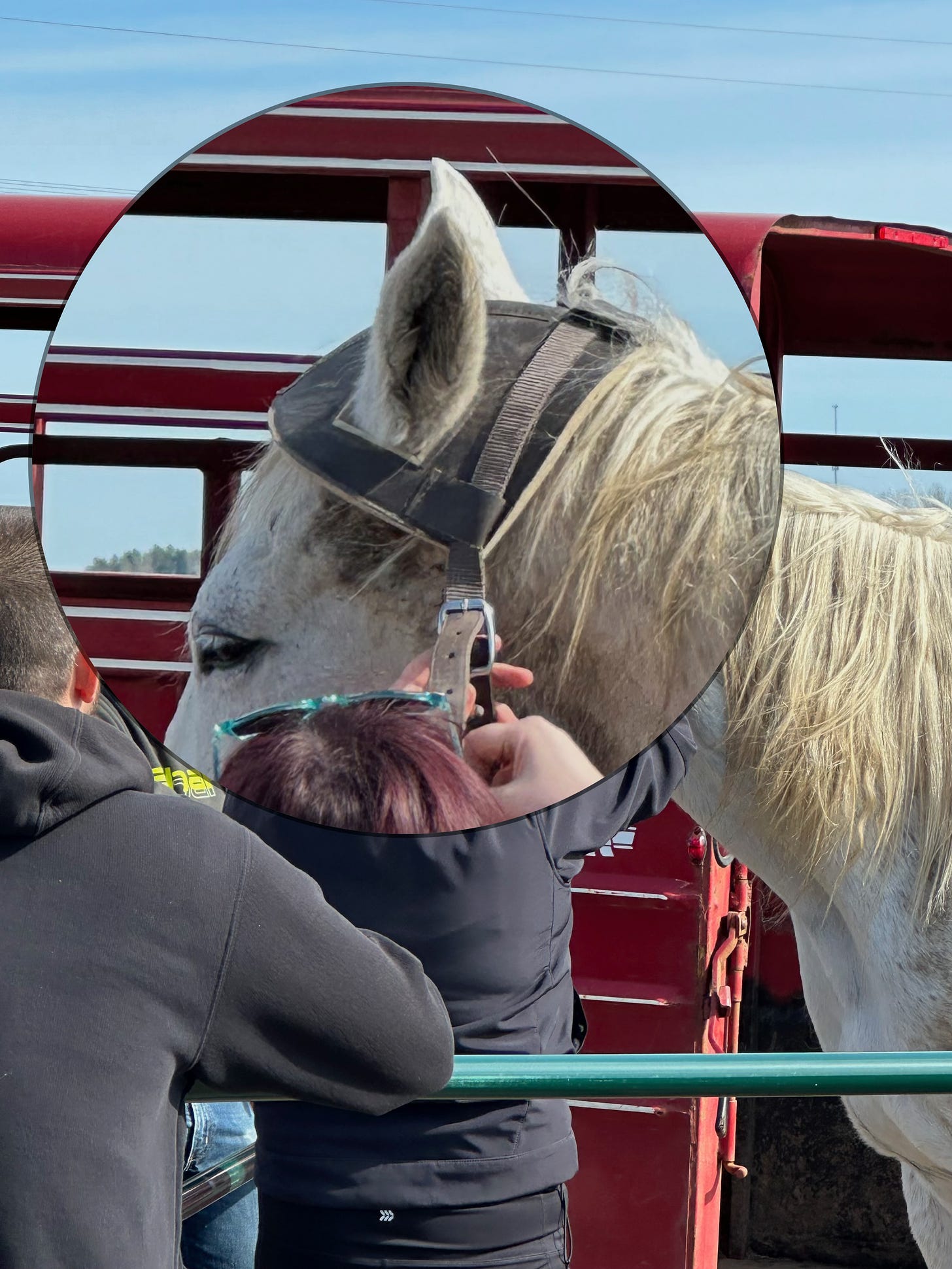 A white horse in front of a red trailer with three humans trying to help her board it. A circle magnifies Charm's head (and obscures the humans).