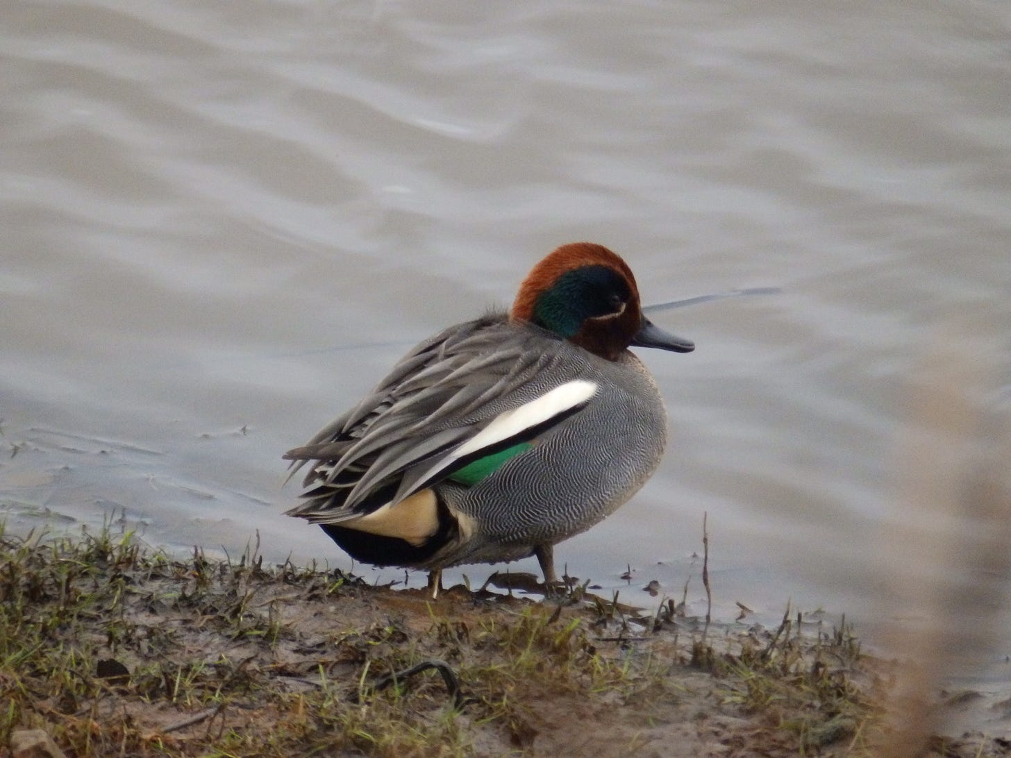 Teal: small duck with chestnut and green head, bright green wing flash, yellow under tail