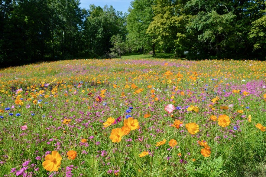 Colorful flowers blanket a sunny hillside in Chittenden, Vermont