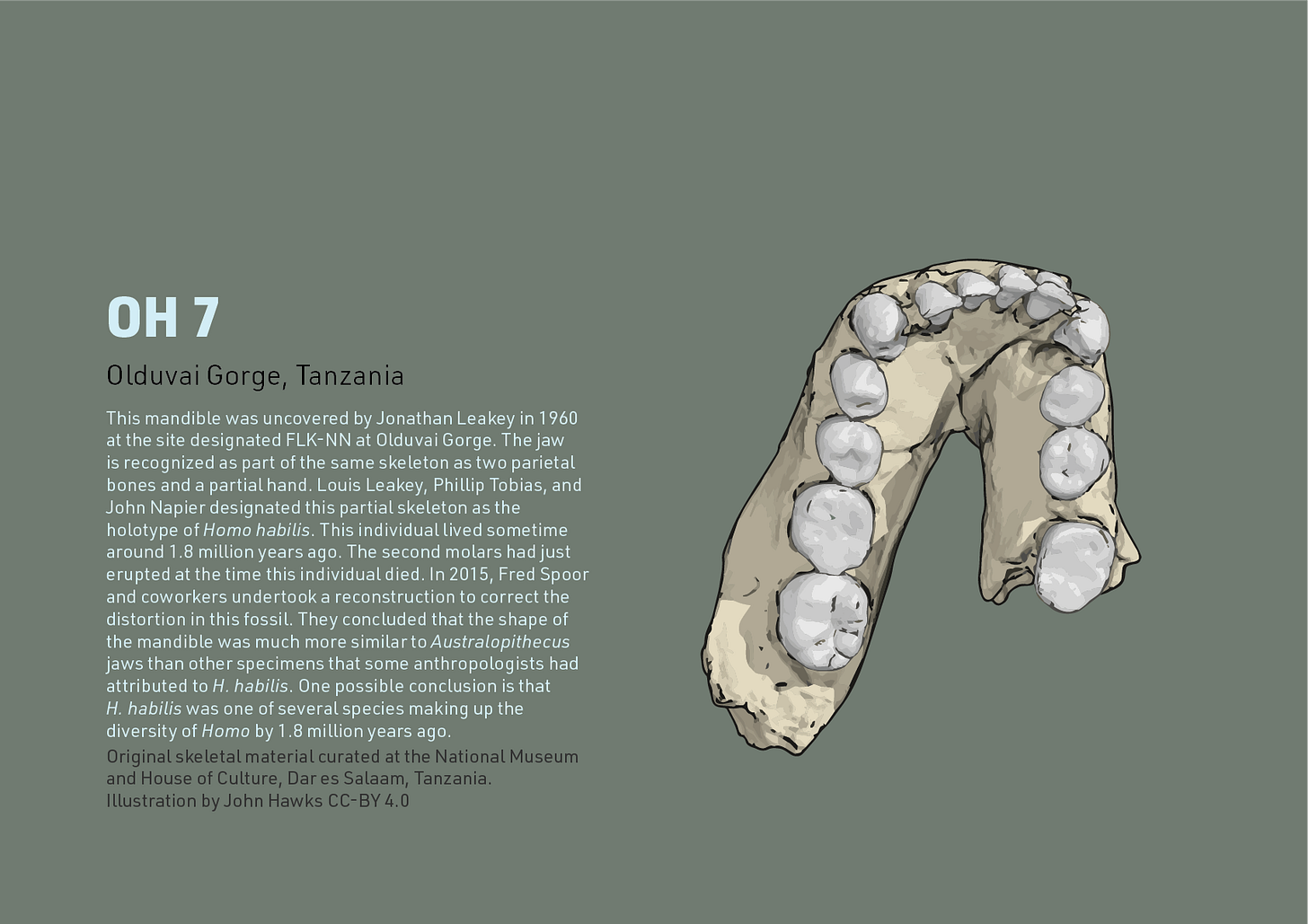 An image with information about the OH 7 mandible. Discovered by Jonathan Leakey in 1960 at the FLK-NN locality.