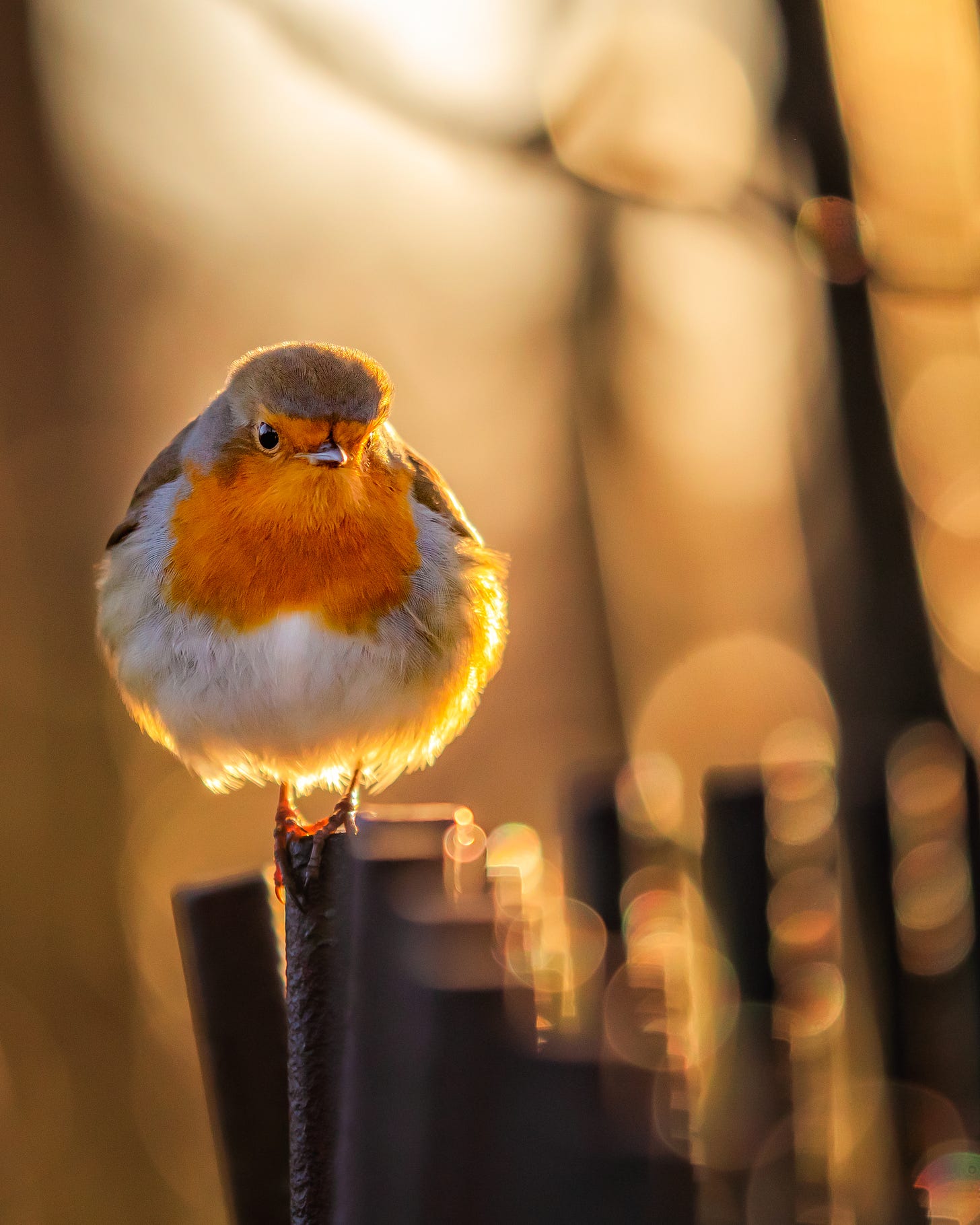 Robin stands on a metal fence, backlit by the rising winter sun