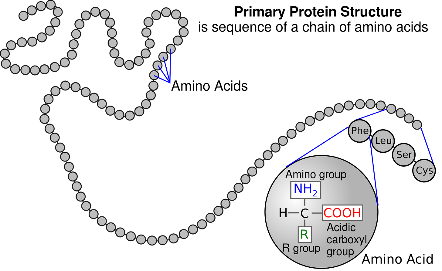 Amino Acids and Polypeptide Chains - Expii