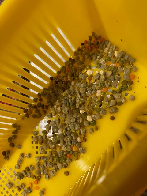 yellow slatted tray with pollen granules