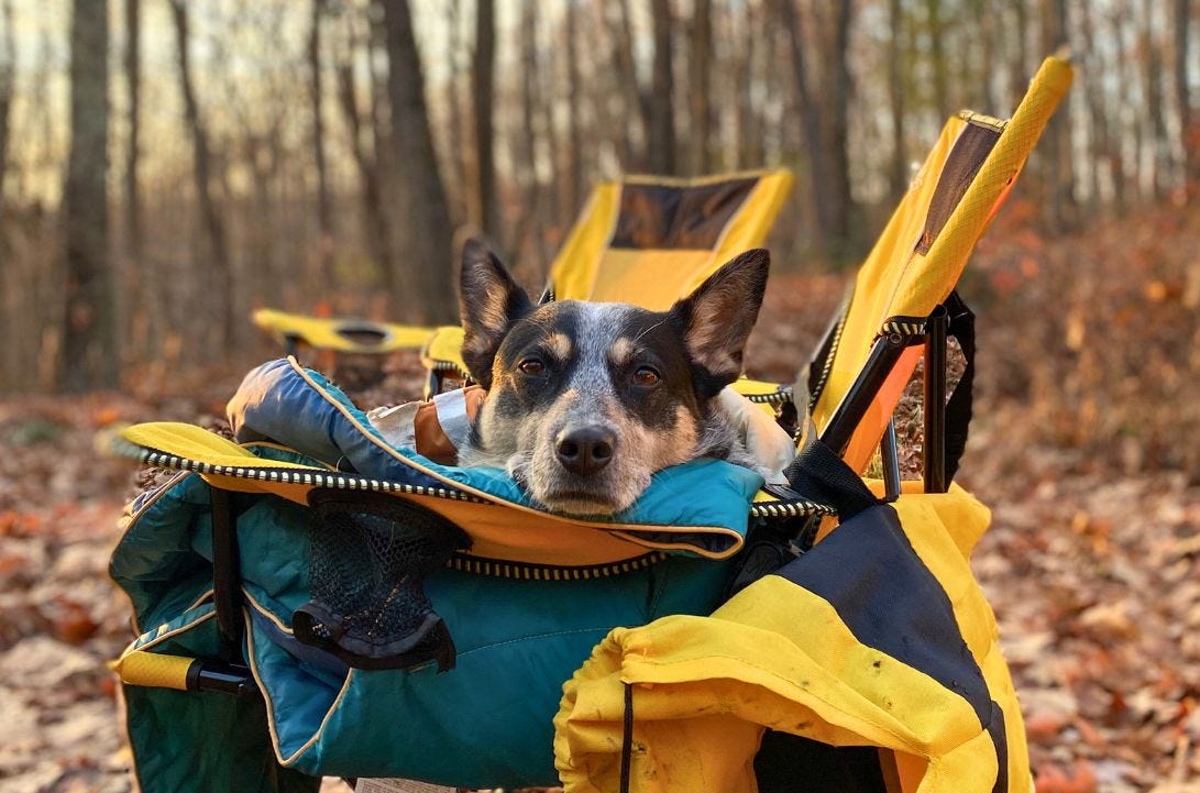 Scout the blue heeler snuggles up in a cozy lawn chair at sunset