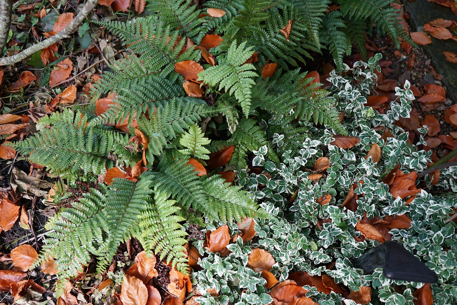 ferns and autumn leaves