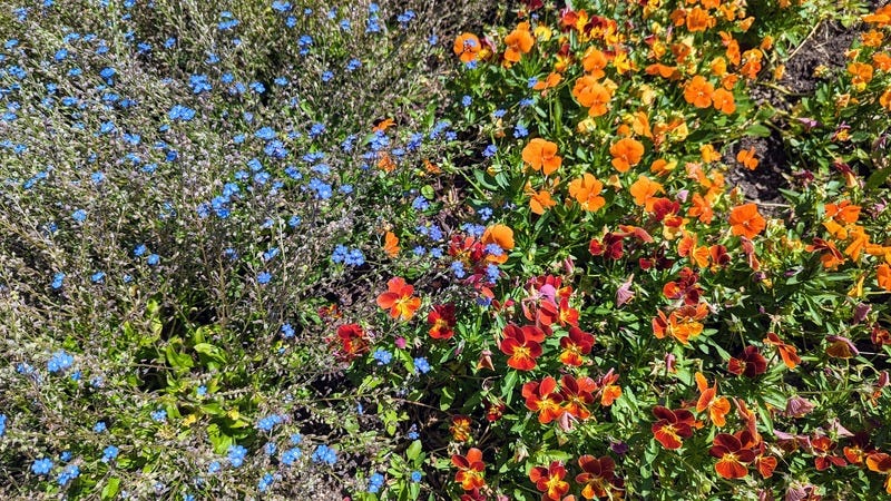 Many flowers, blue, orange, and red clustered together in a garden