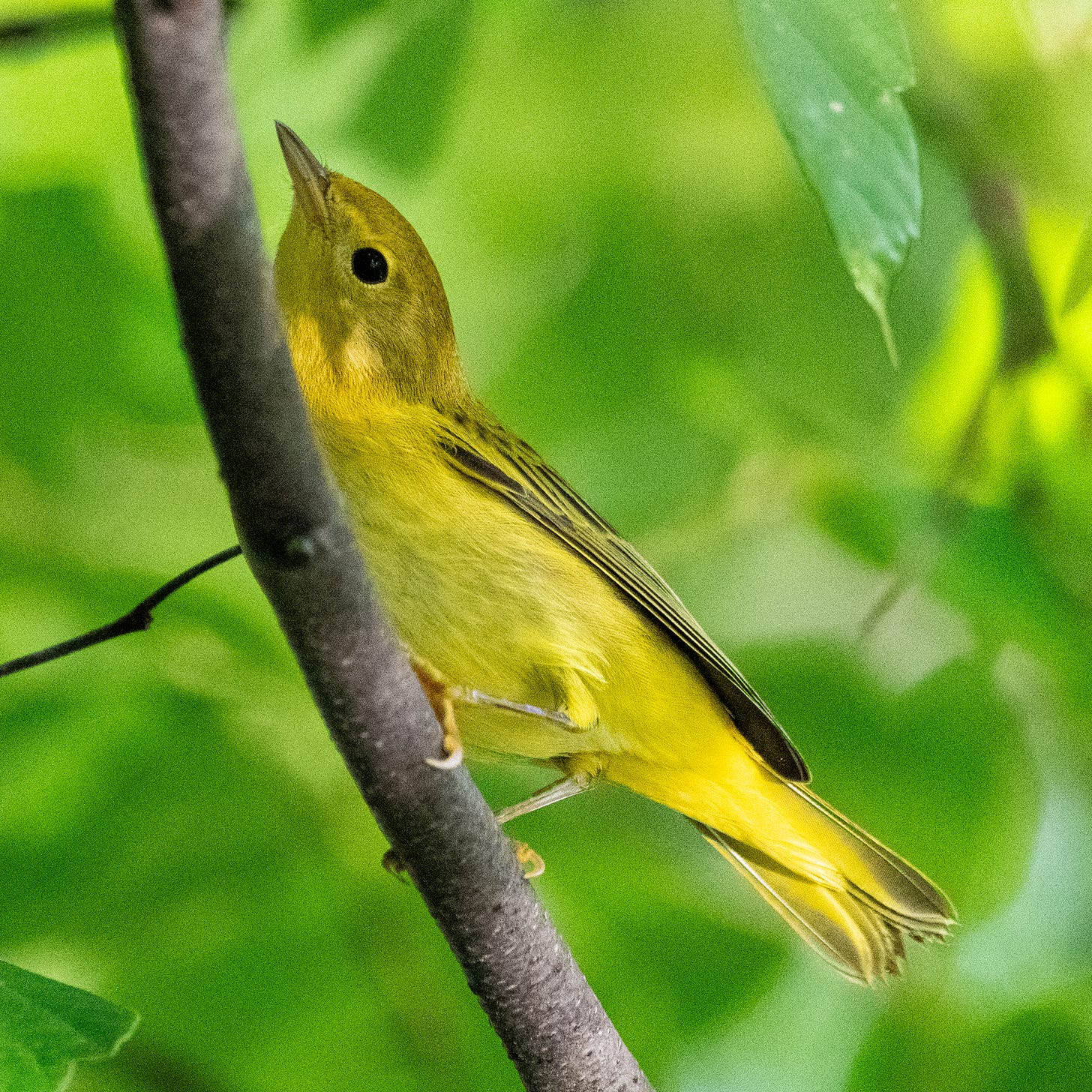 A yellow bird with a chartreuse cap and greenish wings clings diagonally to a branch that partly obscures it