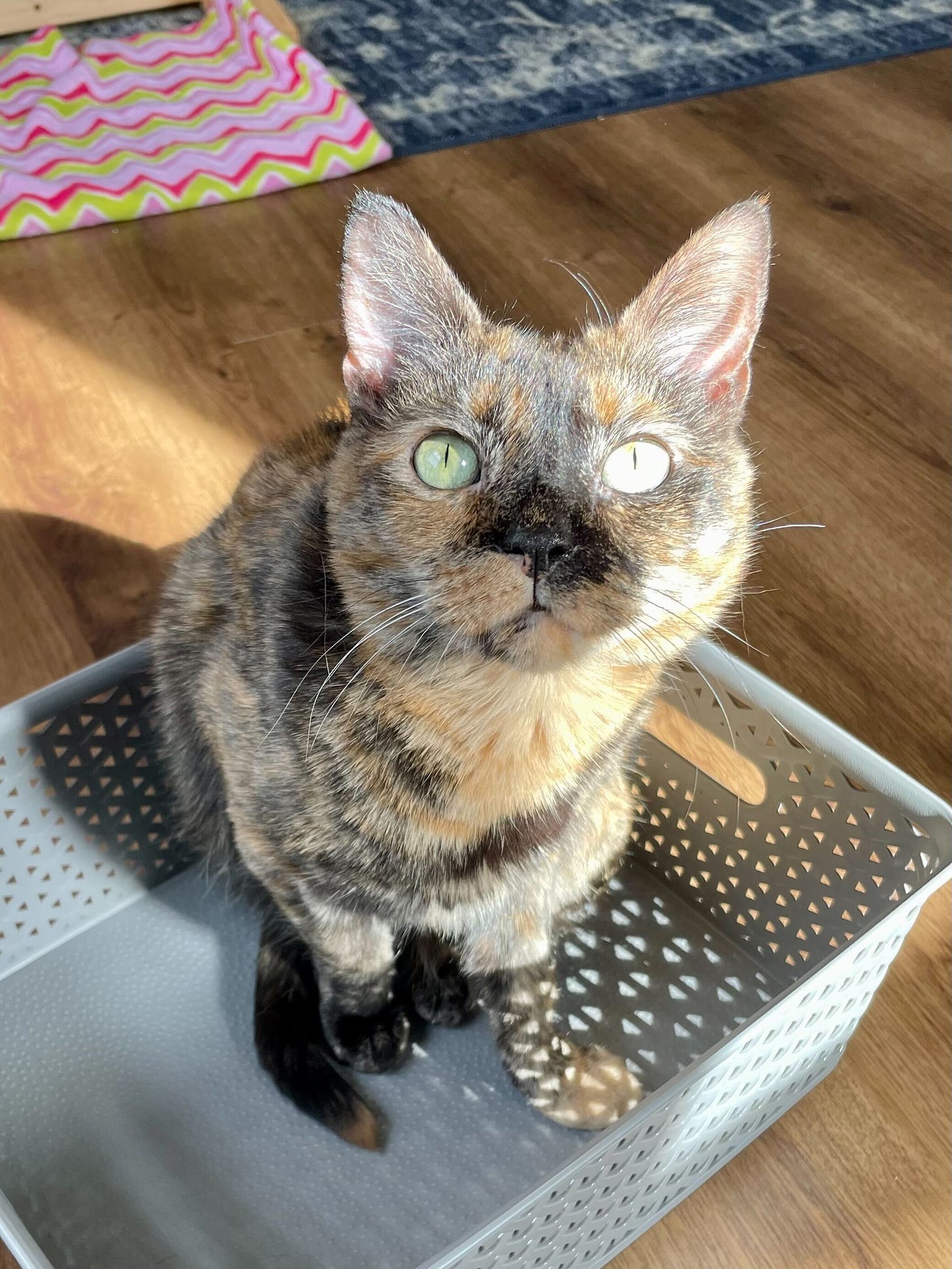 A different tortie cat, also staring at the camera with big round eyes