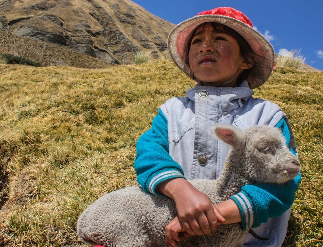 white sheep on boy's lap sitting on hill