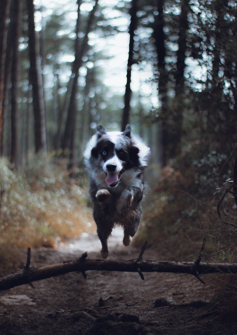 CÃO GURU