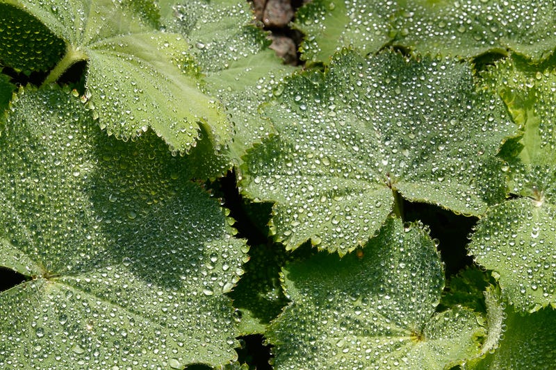 Alchemilla leaves carry a galaxy of glimmering dew drops