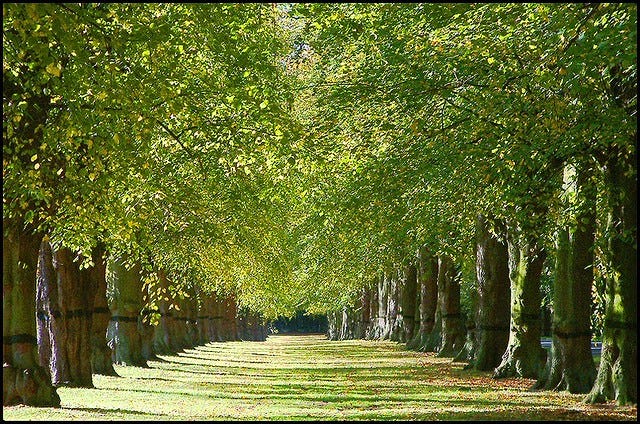 Lime Avenue at Clumber Park, UK. Photo by Brian on Flickr