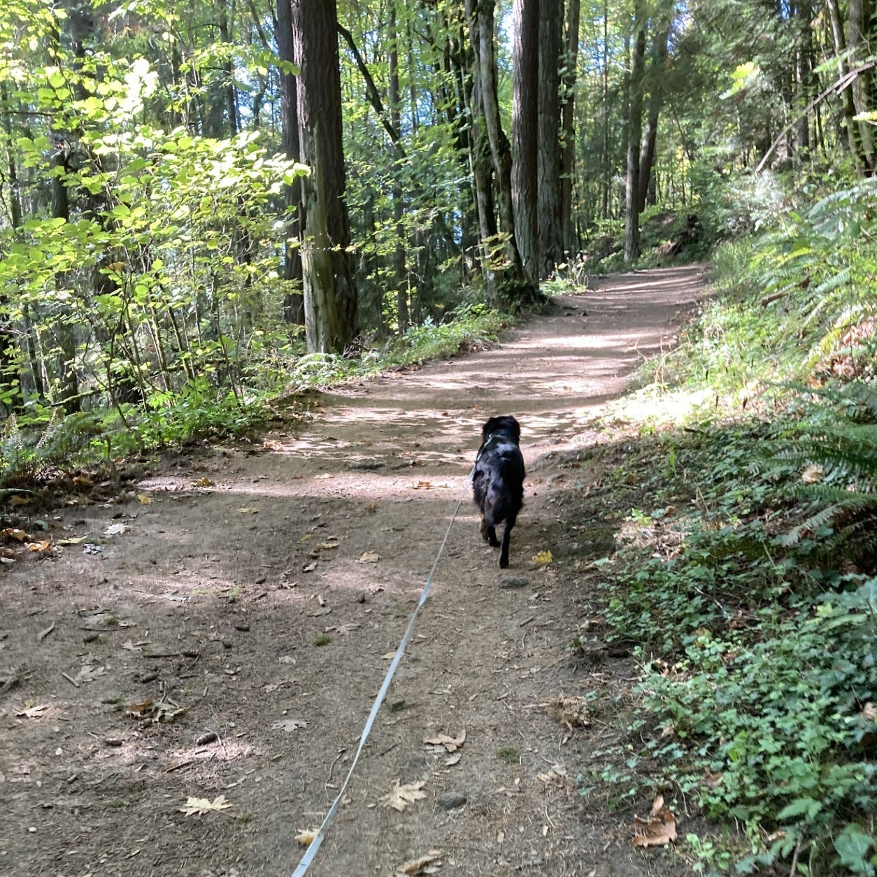Black and brown dog walking on a forest trail