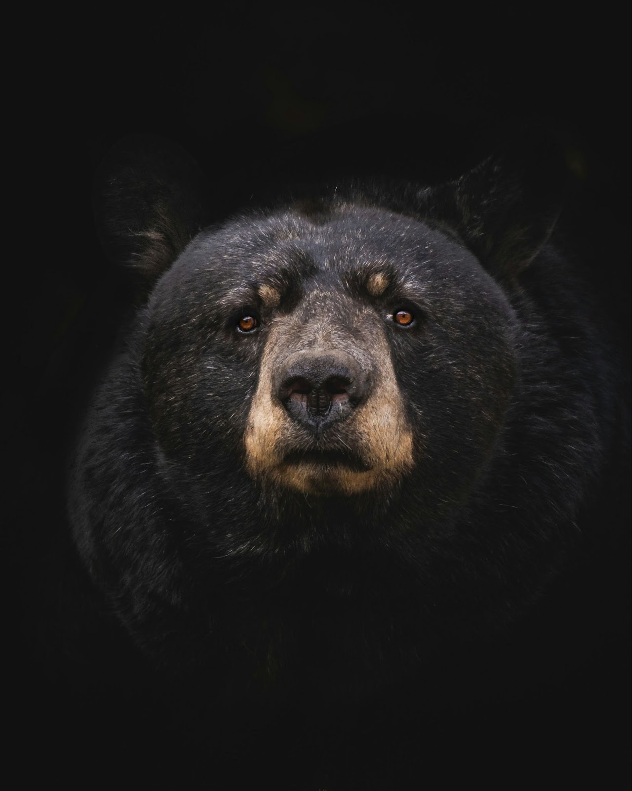 Head shot of black bear staring straight ahead surrounded by black