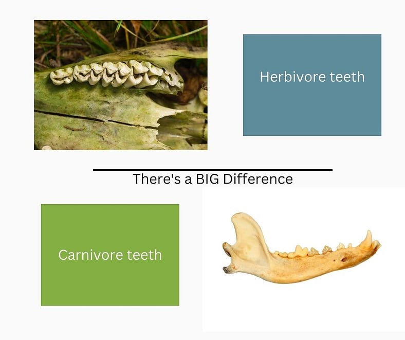 Herbivore jaw bone showing the teeth in the upper left of the picture and a carnivore jaw bone showing the teeth in the lower right of the picture