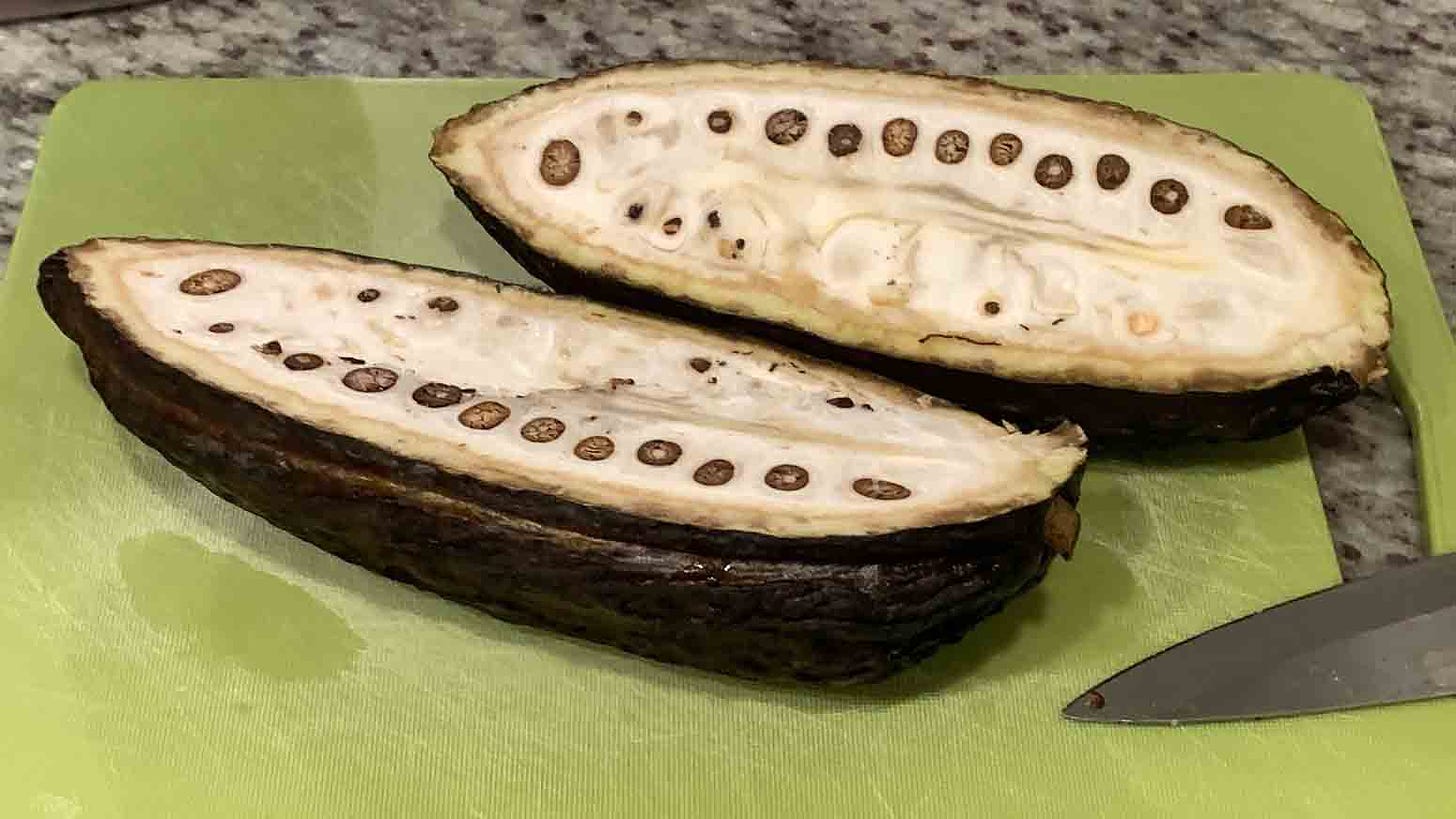 Cacao fruit cut in half showing the flesh and beans