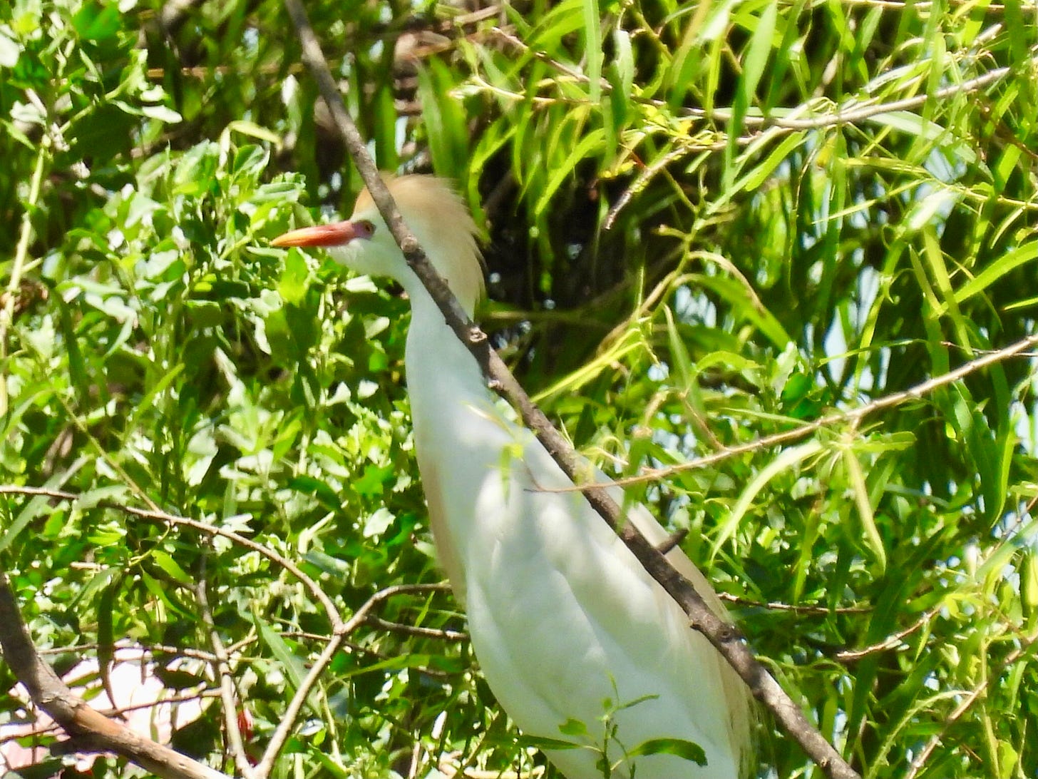 A small white egret stands in a tree with long slender green leaves. It has a thick reddish bill and pale orange plumes on its crown, chest, and back.