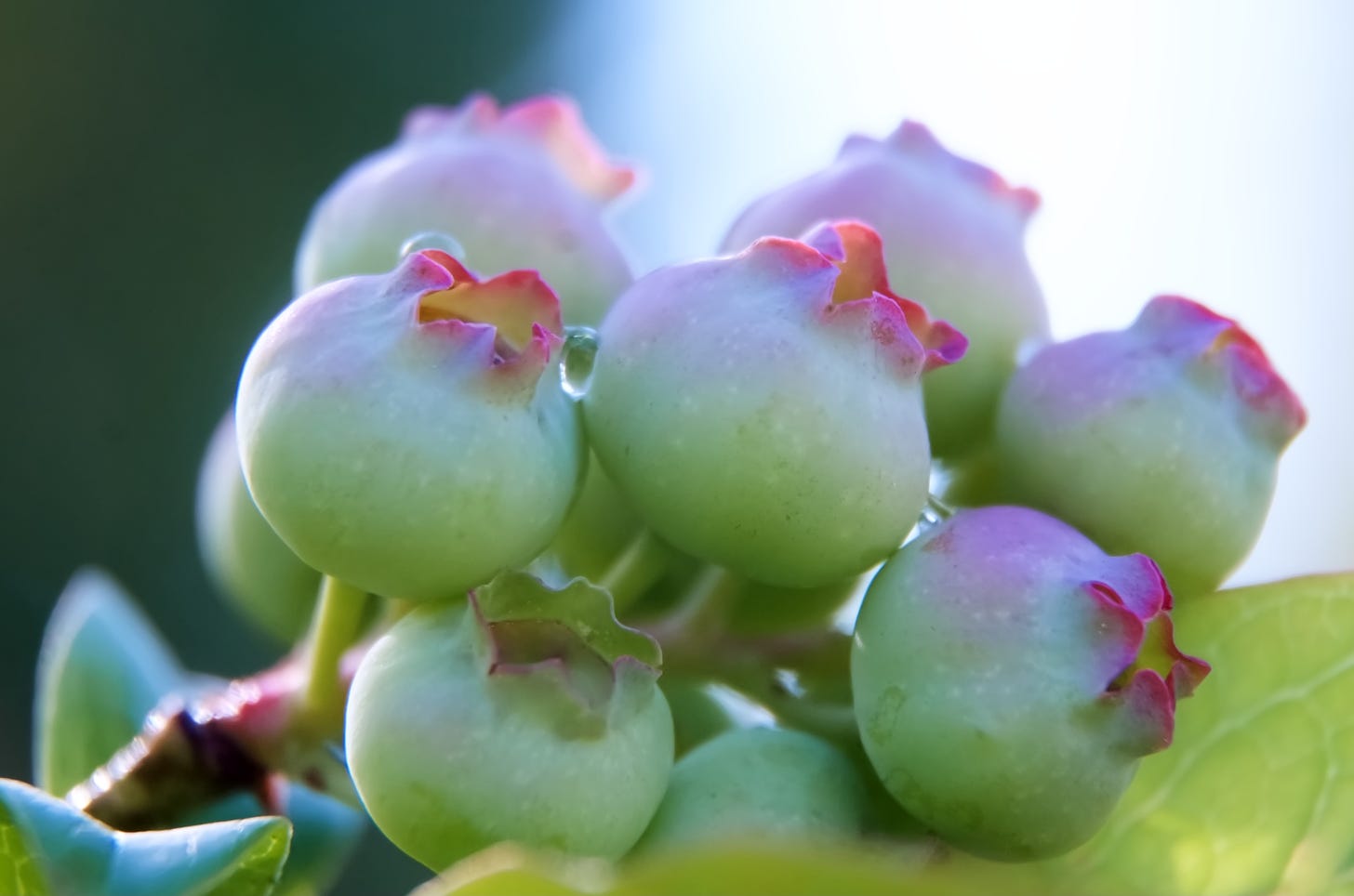 A cluster of ripening highbush blueberries, just blushing pink.