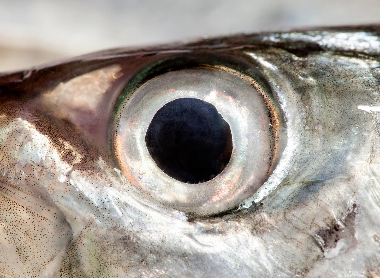 It's a myth, you won't see better by eating fish eyes | South China Morning  Post