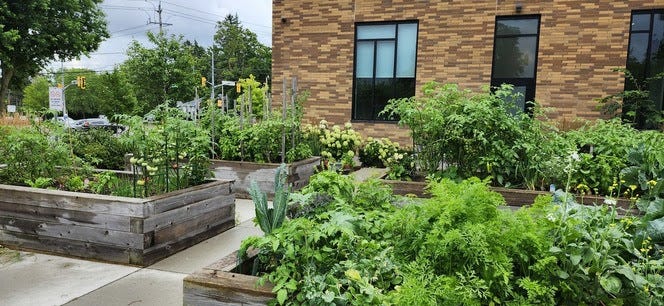 Several raised community garden beds