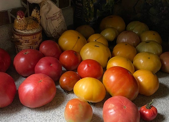 countertop full of red and yellow tomatoes