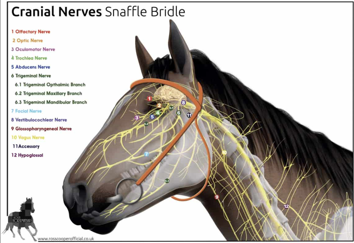 Equine Cranial Nerves