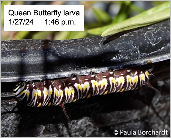 Queen Butterfly larva attached to the rim of its milkweed plant pot