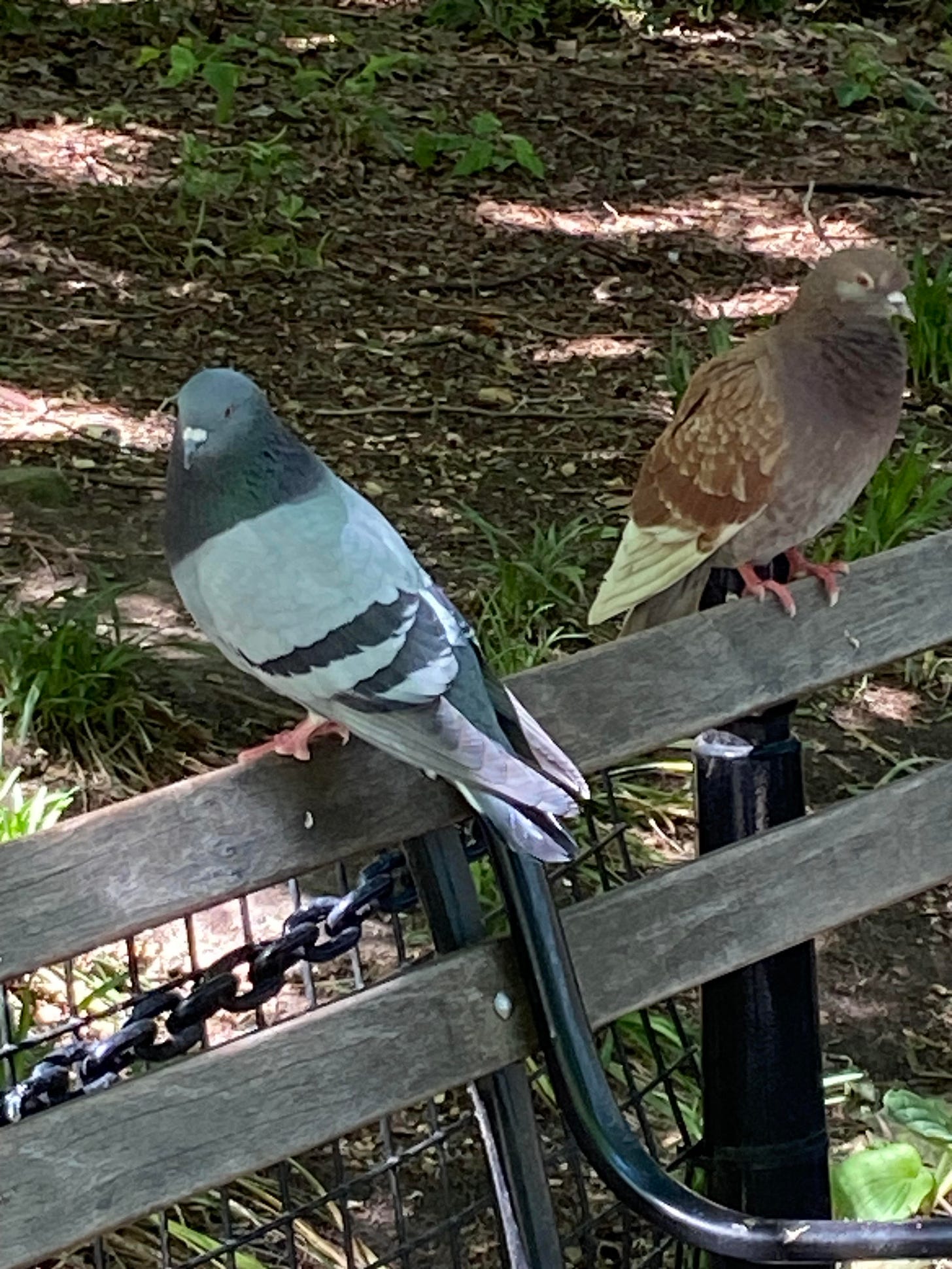 Two pigeons perched on the back of a park bench.