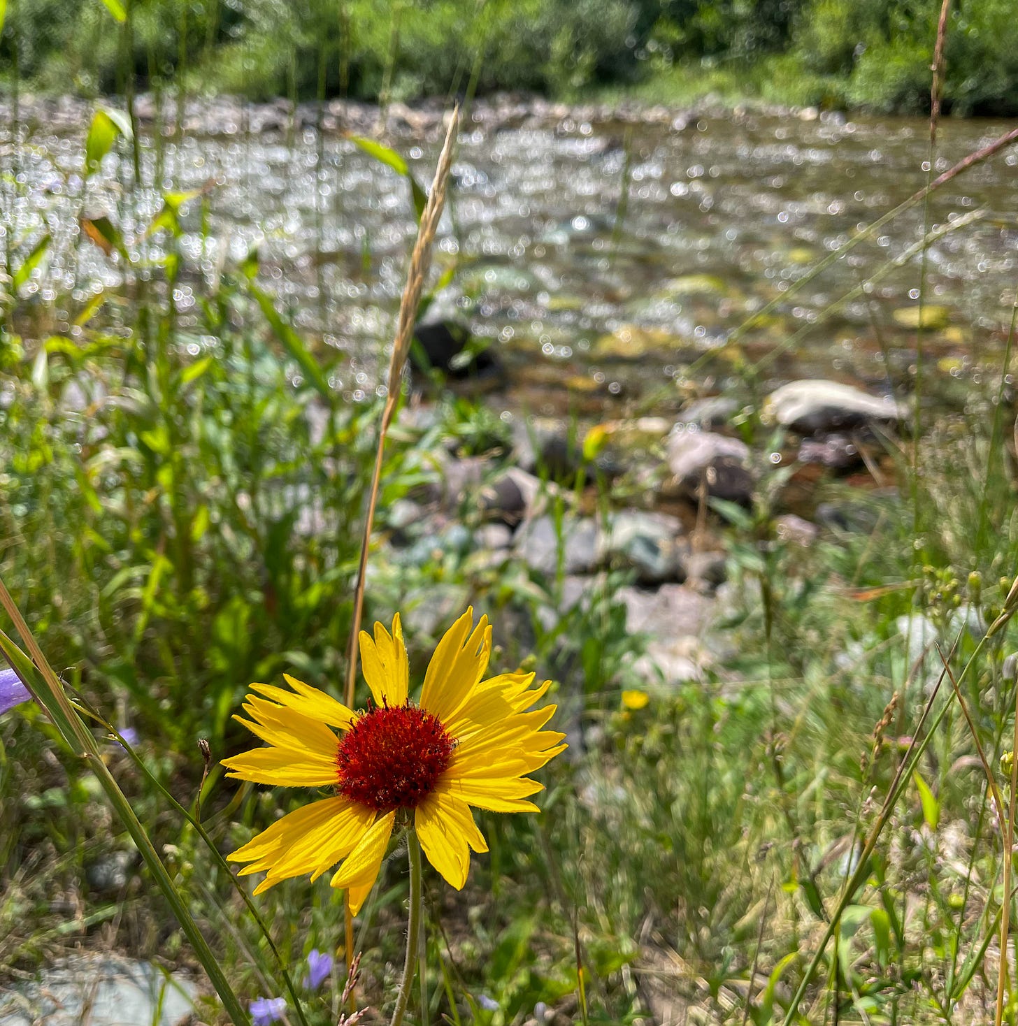 blanketflower along a stream in Glacier NP