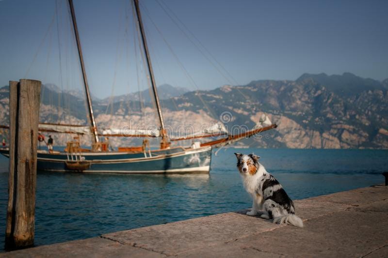 The Dog is Sitting on the Pier. Embankment in Italy, Lake Garda. Marble Australian Shepherd ...