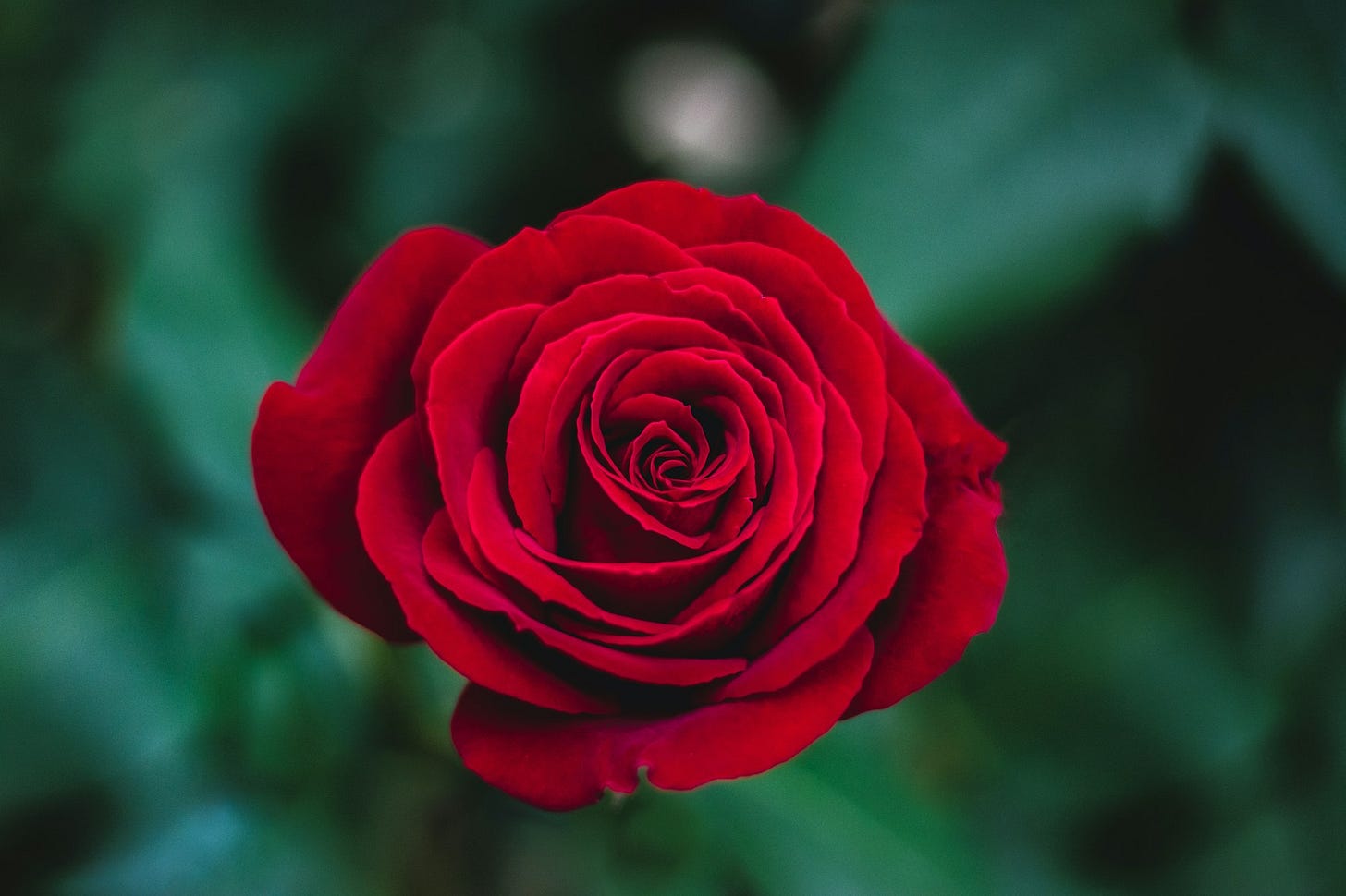 shallow focus photography of red rose shallow focus photography of red rose