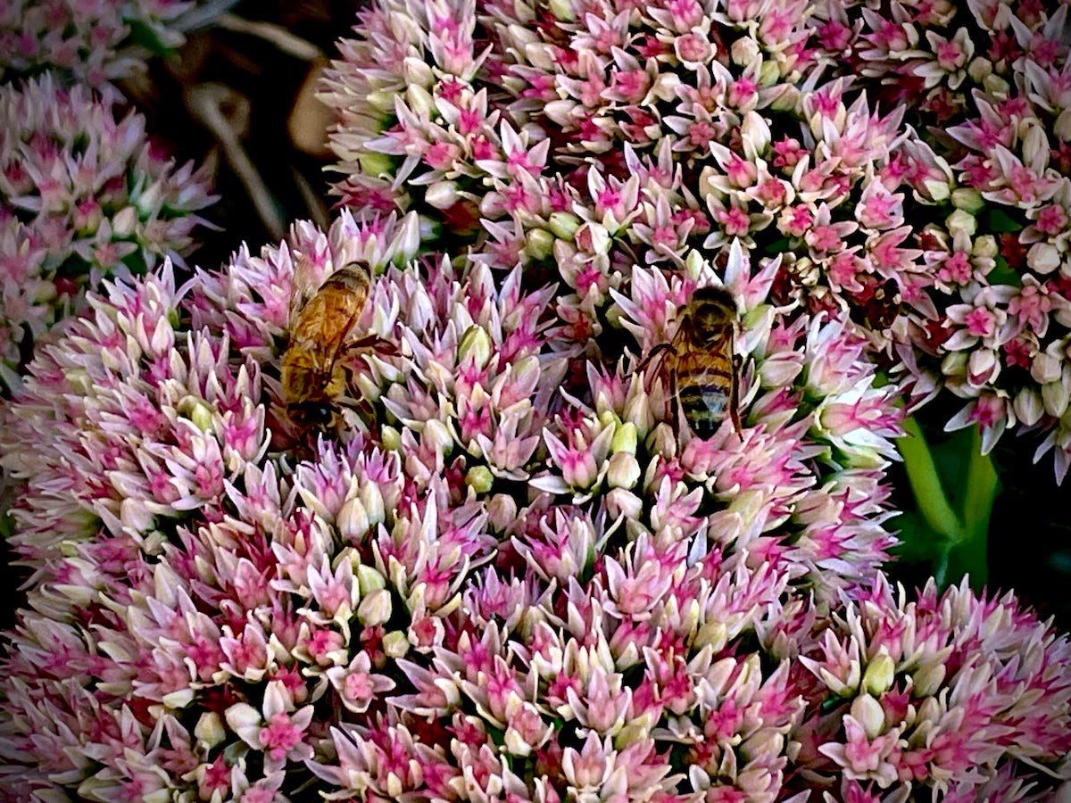 Two bees on a flowering perennial