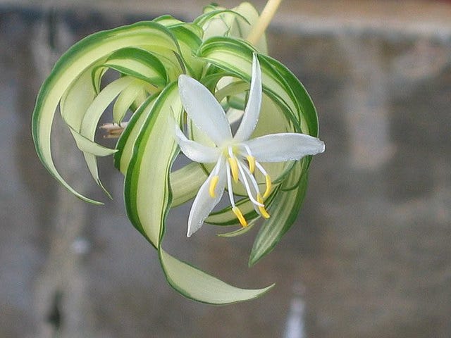 Palate cleanser, curly spider plant baby and white flower.