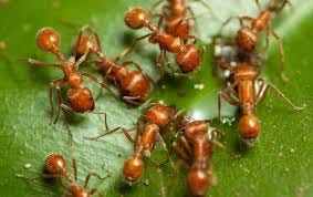 Fire Ants In Florida | Trusted Solutions In Jupiter, Port St. Lucie & South  FL.