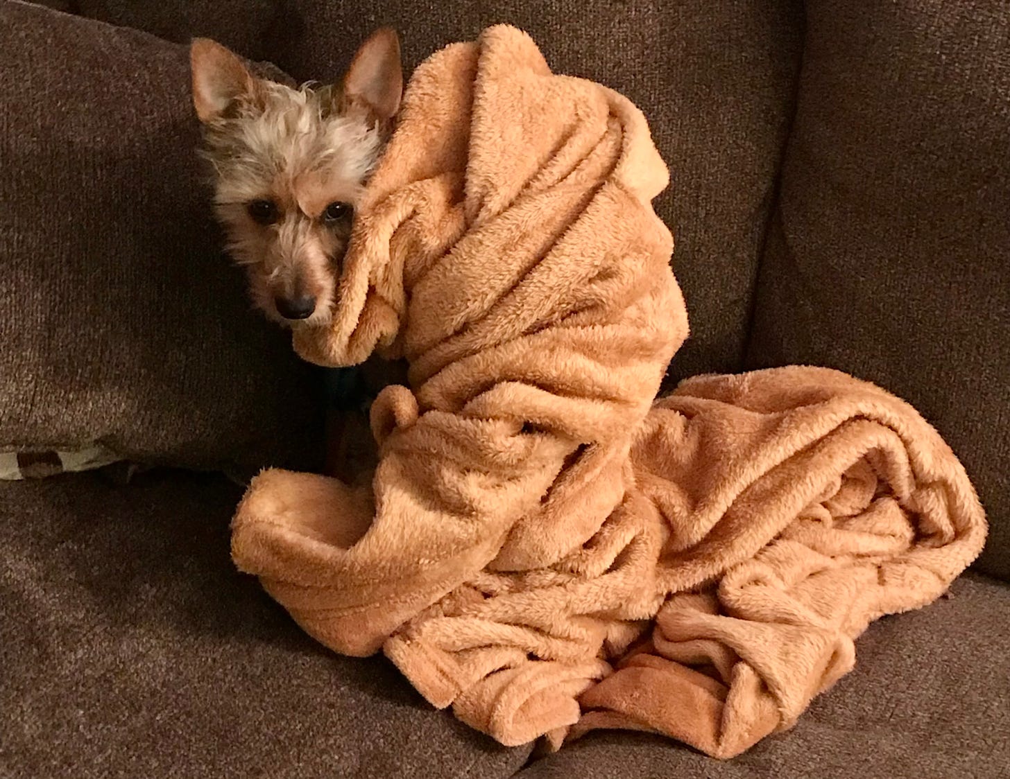 A small terrier wrapped up in a brown blanket as though it's a Jedi robe