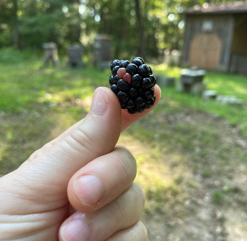 hand holding a blackberry fruit