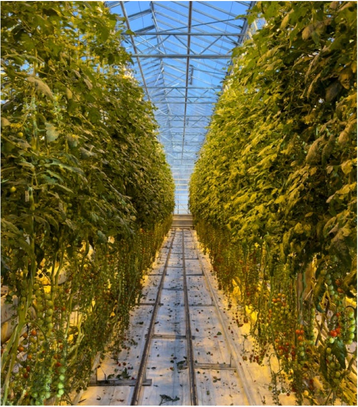 Friðheimar Greenhouse Tomatoes