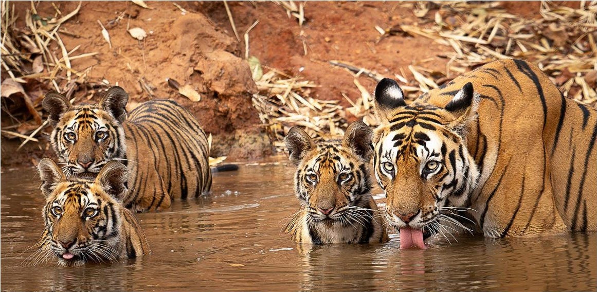 una hembra de tigre bebe agua junto a sus tres cachorros metida en una especie de lago