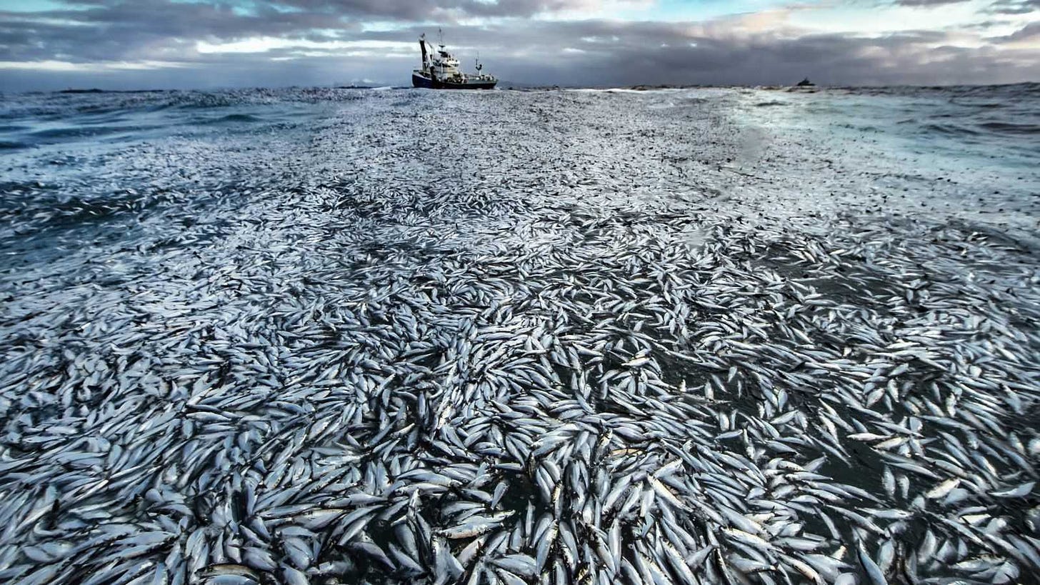 What happened to the ocean of Japan again?More than 8,000 kilograms of fish  carcasses floating on the sea are natural disasters or man-made? - iNEWS