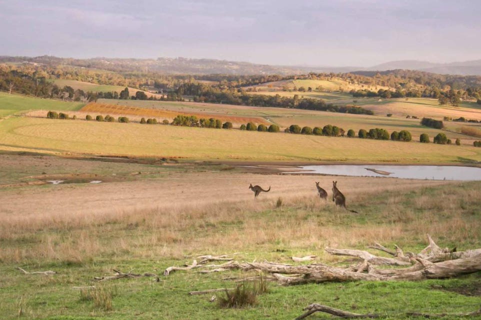 kangaroos in Victoria, Australia