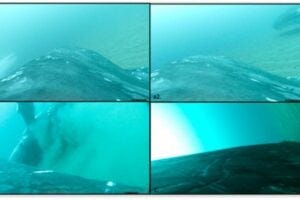 Bottom contact behaviour documented with CATS camera. Screen shots showing an accompanying whale on its back during sand rolling (a1) and an accompanying whale moving its pectoral fin over the substrate from tag a (a2). Sand rolling performed by an accompanying whale during deployment of tag (b) and the tagged individual using its pectoral fin before rolling on its back from tag (c)