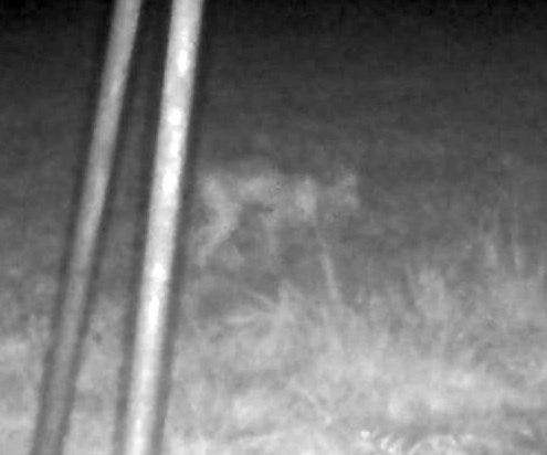 A imagem assustadora capturada pela câmera, poderia ser o tão misterioso Chupacabra? A imagem assustadora capturada pela câmera, poderia ser o tão misterioso Chupacabra?