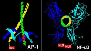 Crystal structures of AP1 and NF-kB transcription factors