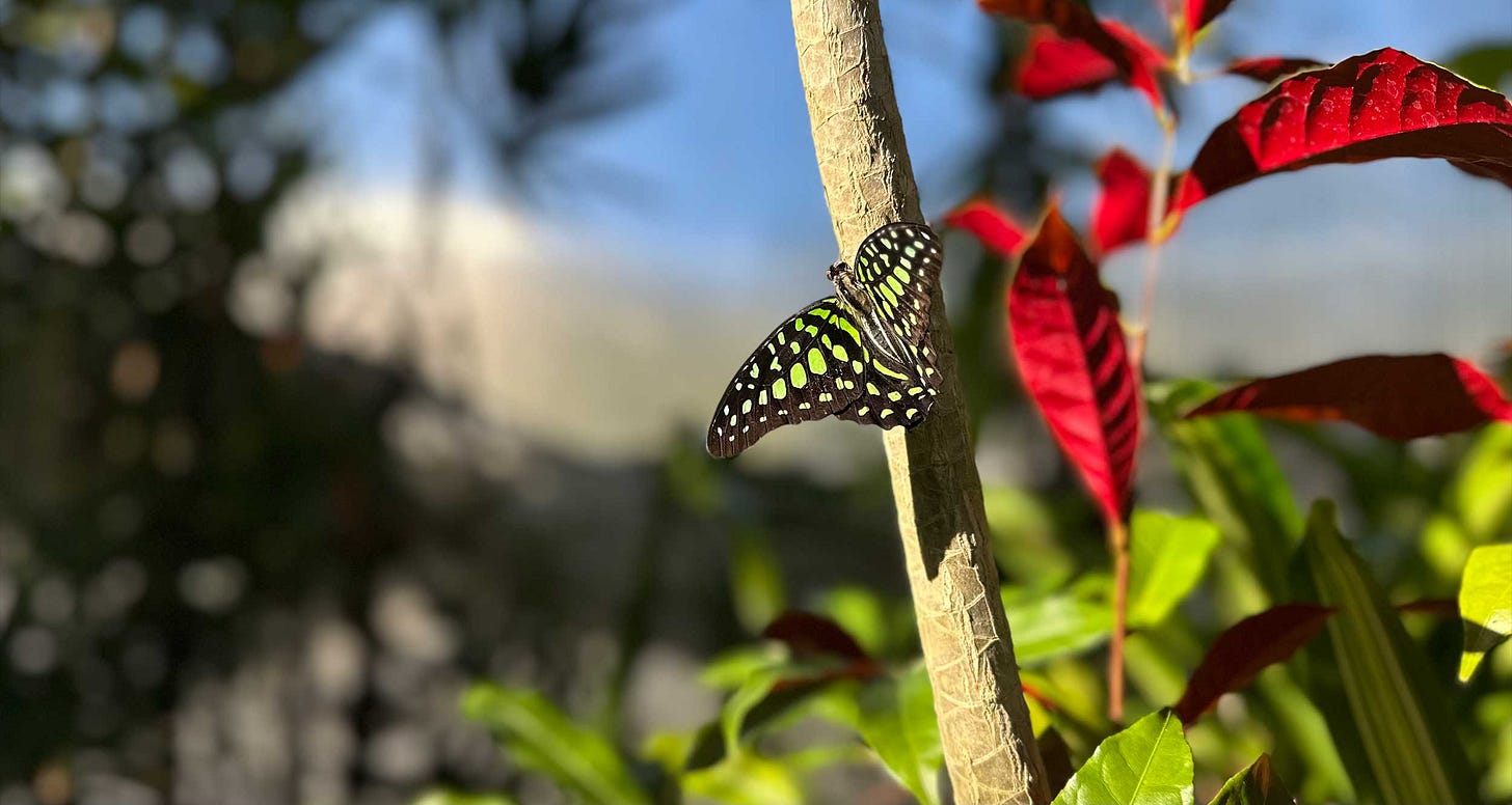 Butterfly with neon green pattern on black wings.