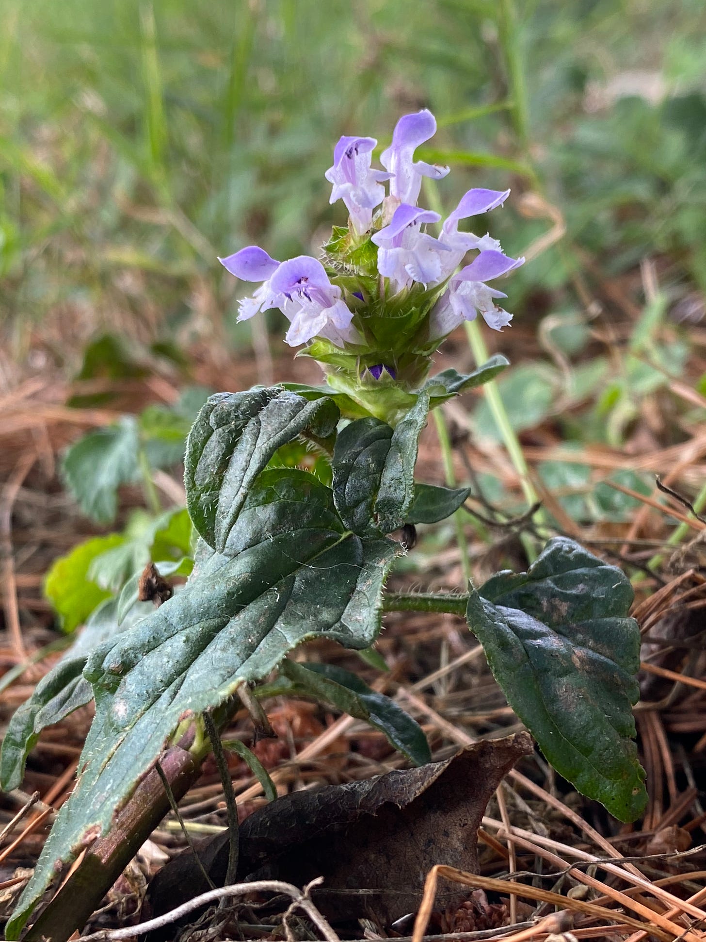 Prunella vulgaris, small plant in bloom