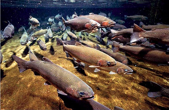 File:Salmon at Hanford Site.jpg