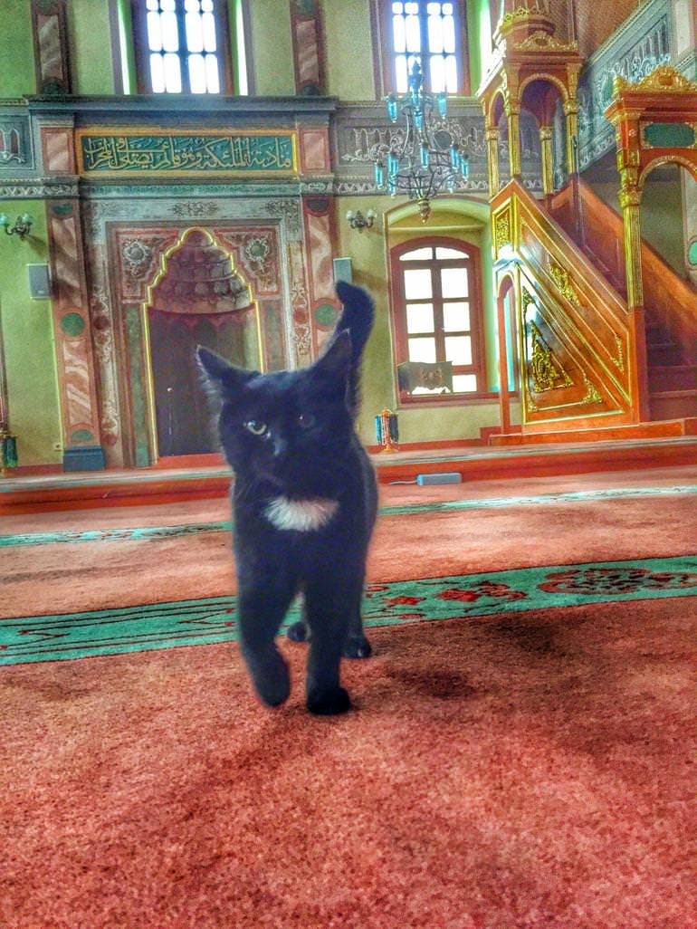 Black cat strolling on red carpet of mosque eyes the photographer. Ornately decorated walls in green, red, and yellow in background.