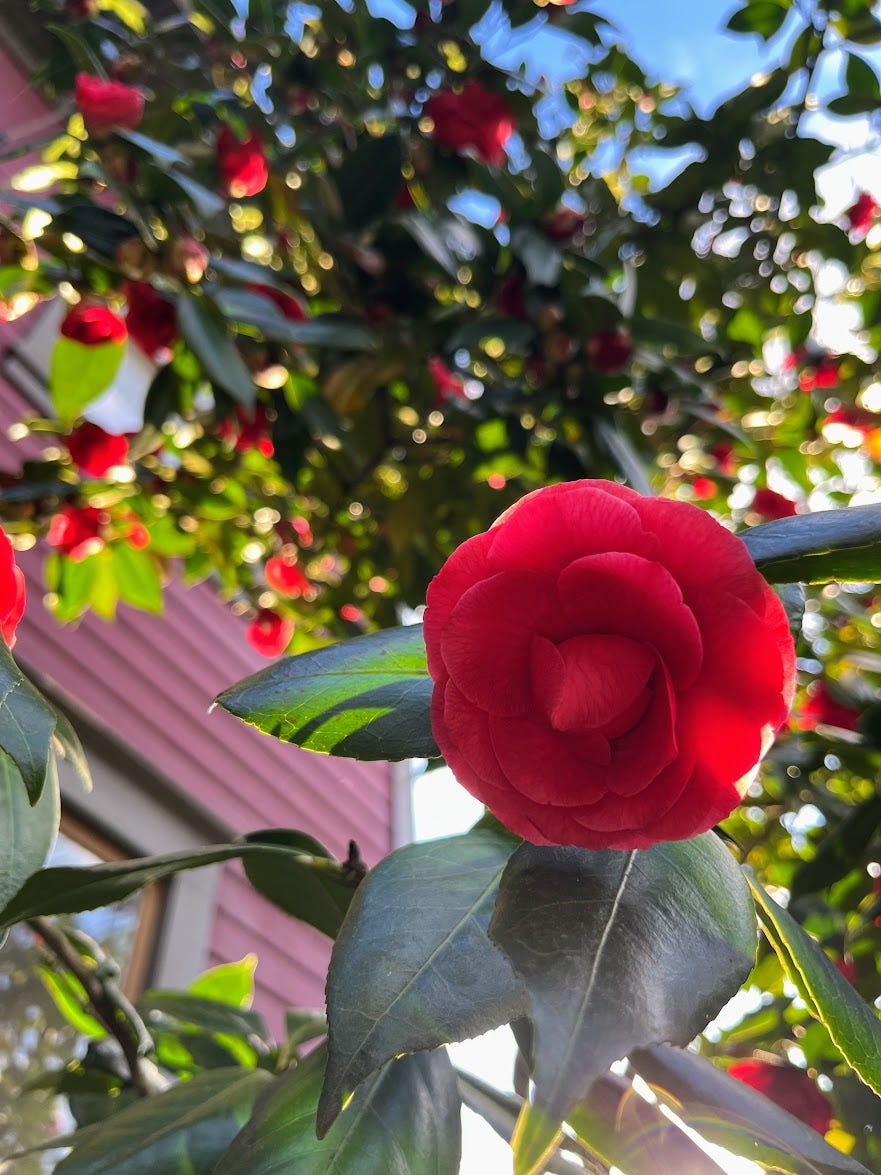 Flowering camellia tree with red blossoms