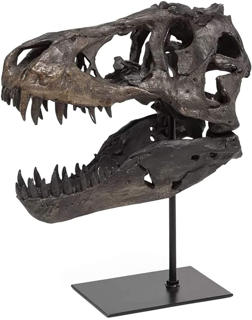 JOTNBOBO Dinosaur Skull Statue,Dinosaur Sculptures Bracket Tyrannosaurus Skull Replica Decoration Skull Bones Resin Replica w